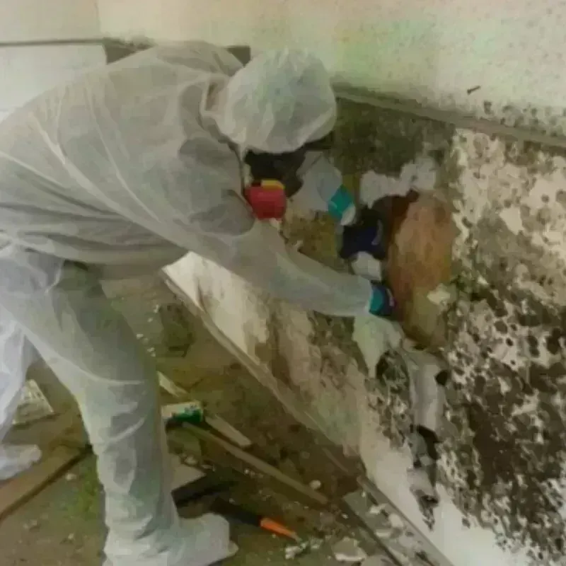 Mold Remediation and Removal in North Corbin, KY